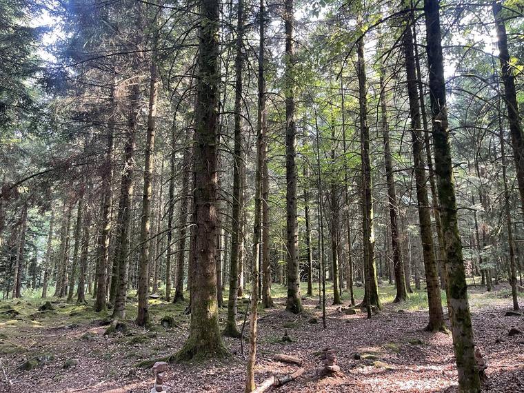 Ruhiger Wald — Raum für persönliche Entwicklung