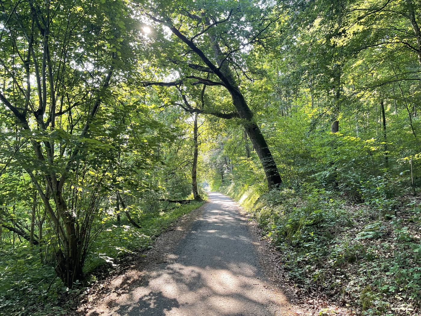 Ein Weg durch lichten Wald